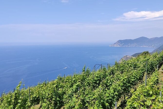 BarCa Winery Cinqueterre Trekking & Wine Tasting & Pesto Class - Key highlights to know before you go