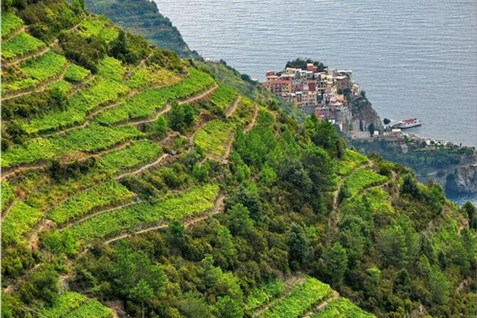 BarCa Winery Cinqueterre Trekking & Wine Tasting & Pesto Class - Your 90-minute flow: cellar first, then vineyard, then pesto with views