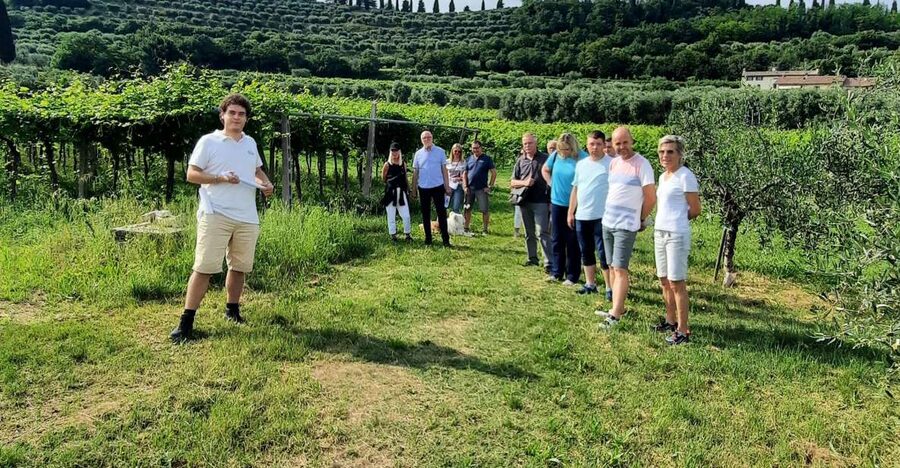 Bardolino: Vineyard Tour with Wine, Olive Oil & Food Tasting - Understanding Bardolino DOC and the grapes behind the glass