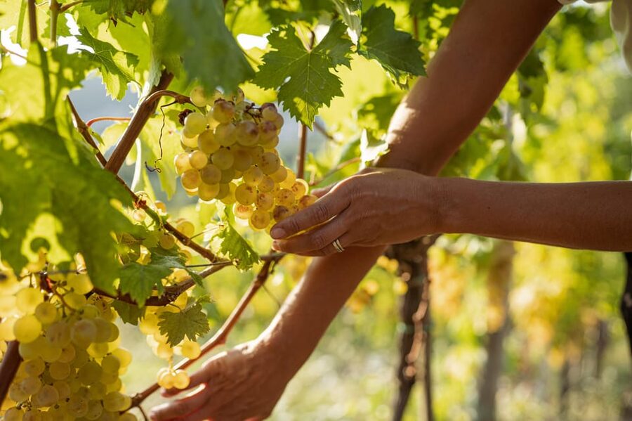 Cinque Terre: tasting in the cellar with visit to vineyards - Price and value for $69 per person