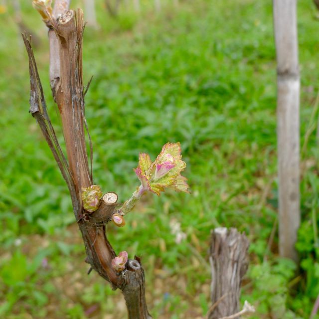 Cinque terre wine tour and tasting with the somelier - Manarola views during the walk: when “short” still feels complete
