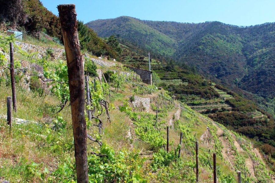 Cinque terre wine tour and tasting with the somelier - Finding the meeting point near Manarola (Località a Piè de Campu)