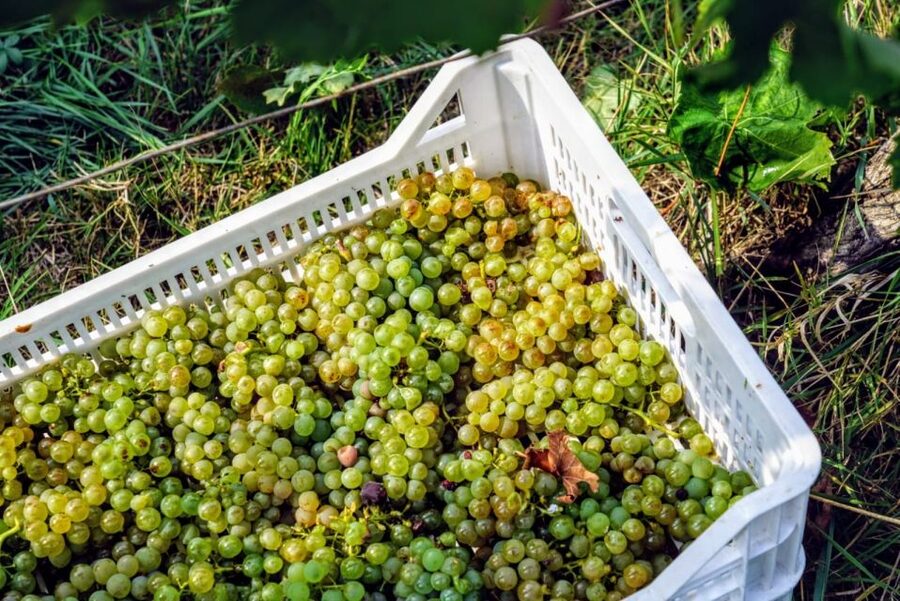 Desenzano: Lugana Wine-Tasting and Vineyard Tour - Guide style, language, and the small touches that matter