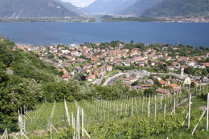 Domaso: Wine Tasting at the Winery on Como Lake - Group size and your comfort level during tastings
