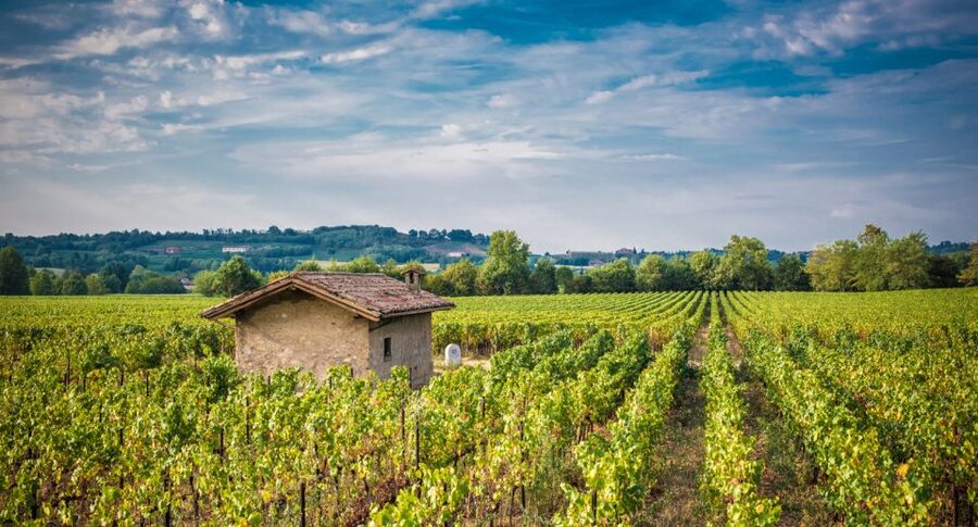 From Milan: Full Day in Franciacorta. 2 Wineries & Lunch - Getting from Milan to Franciacorta: the Bignami meet-up and the minivan ride