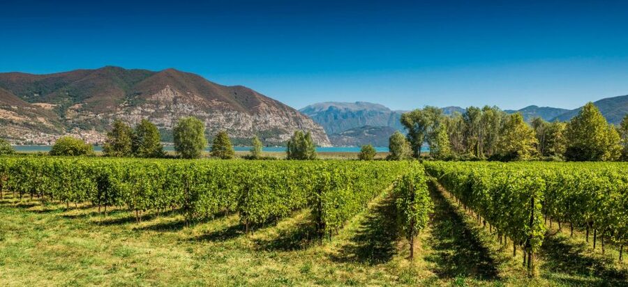 From Milan: Full Day in Franciacorta. 2 Wineries & Lunch - Lake Iseo lunch: 3 courses with a glass of wine and a real change of pace