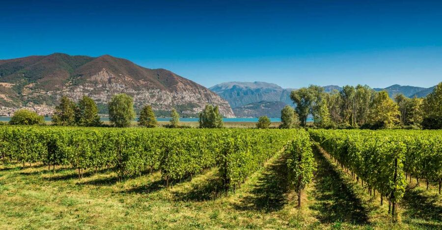 From Milan: Full Day in Franciacorta. 2 Wineries & Lunch - Price and value: what $373.84 per person buys you in real terms