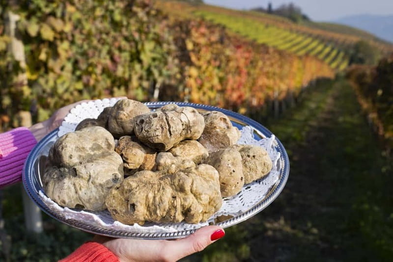 From Milan: Langhe Wine Region Day Trip with Barolo Tasting - Who This Langhe Wine Day Trip Suits Best