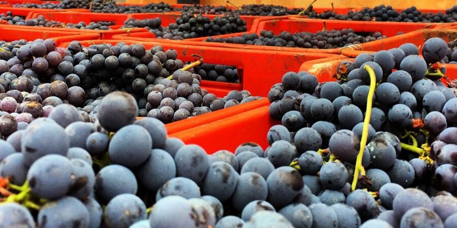Full-Day Barbaresco Wine Tour with Truffle Hunting and Lunch - Should you book it?