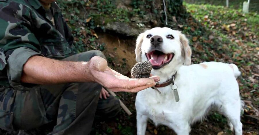 Full-Day Barbaresco Wine Tour with Truffle Hunting and Lunch - Barbaresco town stop, with vineyards and medieval charm