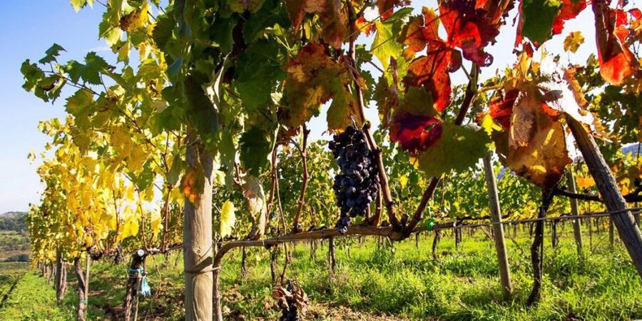 Full-Day Barbaresco Wine Tour with Truffle Hunting and Lunch - Price and value: what $968.88 per person is buying you