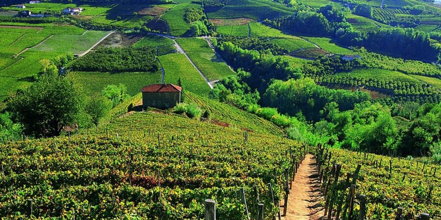 Full-Day Barbaresco Wine Tour with Truffle Hunting and Lunch - What to bring, what to skip, and what to watch for