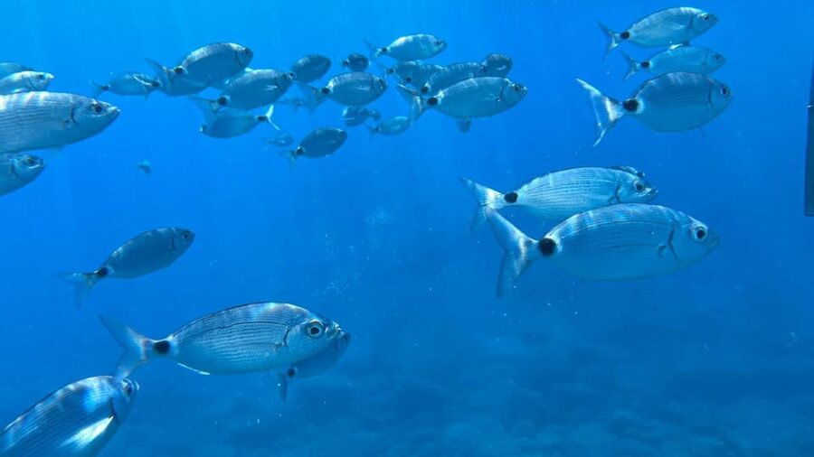 La Spezia: 3h Boat Tour Portovenere / Lerici / 3 Islands - Le Rosse: the main water break for snorkeling and swimming