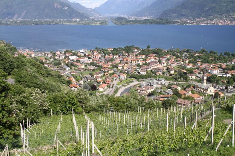 Lake Como: Winery Tour with Wine Tasting - Key highlights to expect