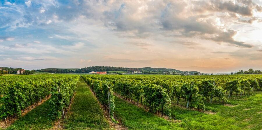Lake Garda: Garda Hills Wine Tour and Tasting - Key highlights at a glance