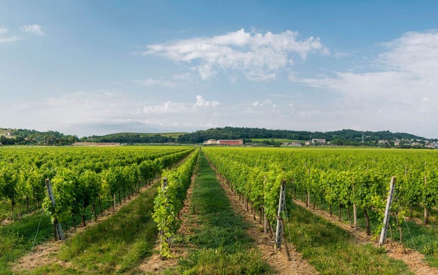 Lake Garda: Garda Hills Wine Tour and Tasting - Price and value on Lake Garda: what $51 buys you