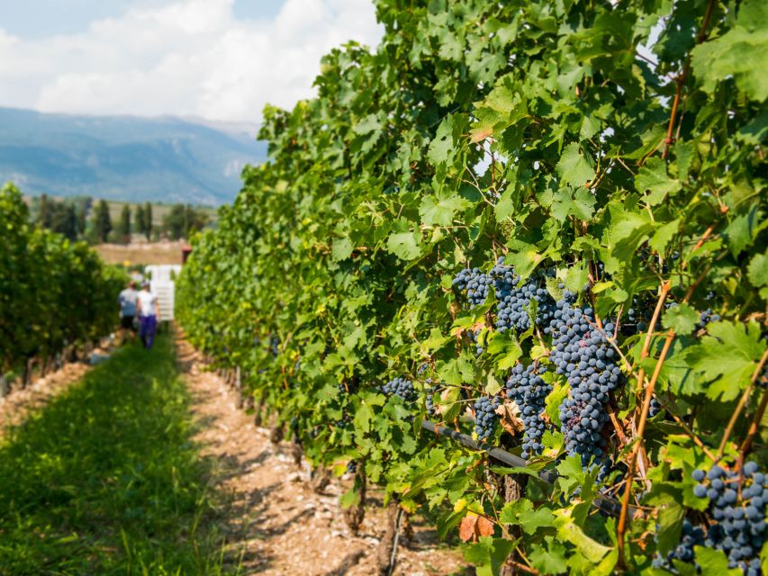 Lake Garda: Garda Hills Wine Tour and Tasting - Should you book the Lake Garda Hills wine tour?