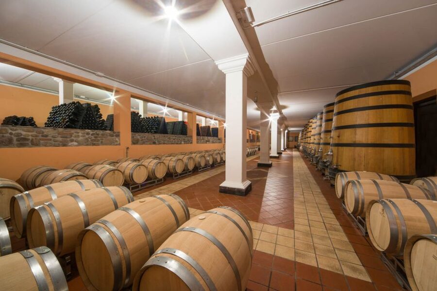 Lake Garda: Garda Hills Wine Tour and Tasting - The vineyard walk: where the grapes become a real story