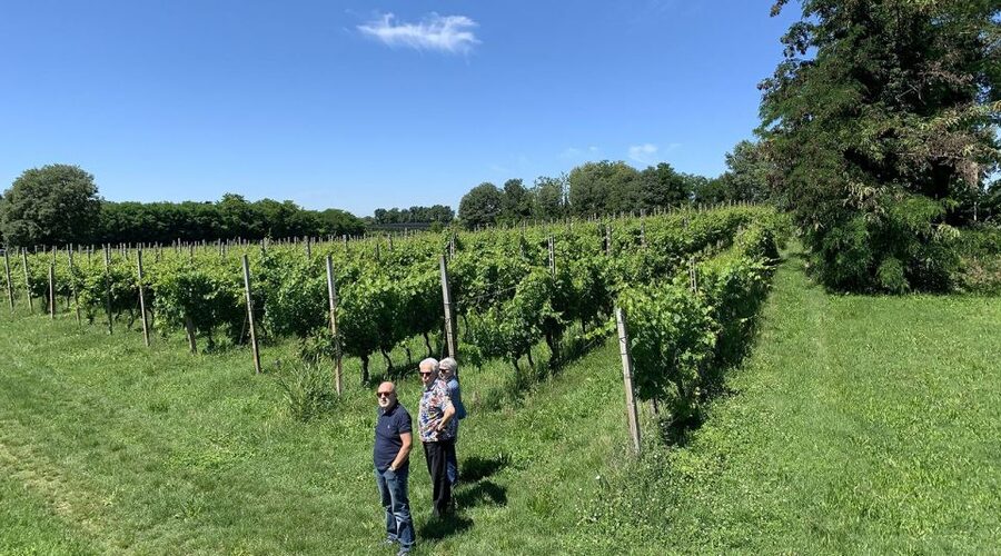 Lake Garda: Vineyard Tour and 6 wine Tasting - The Six-Wine Flight, Starting With Custoza DOC