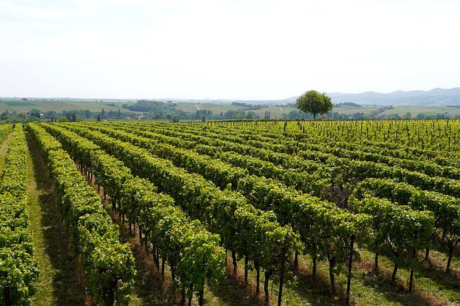 Lake Iseo & Franciacorta Winery. Scenic & Wine Tasting tour - Monte Isola on foot: what car-free time feels like in real life