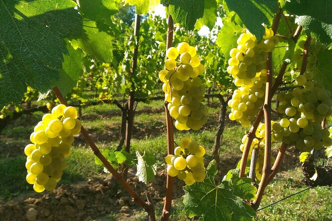 Lake Iseo & Franciacorta Winery. Scenic & Wine Tasting tour - Franciacorta winery time: three tastings and regional snacks