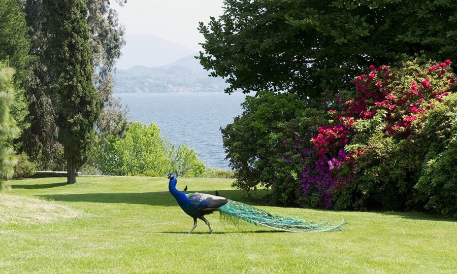 Lake Maggiore: Borromean Islands Tickets with Boat Transfer - Why the Borromean Islands feel like a royal day trip