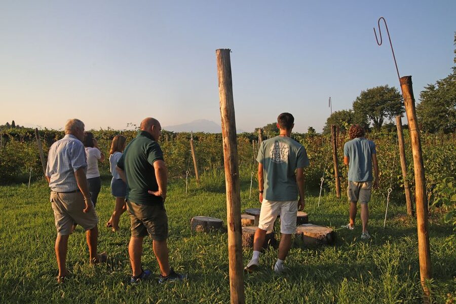 Lazise: Beekeeping Farm Tour and Tasting Experience - Why this Lazise beekeeping farm tour feels different on Lake Garda