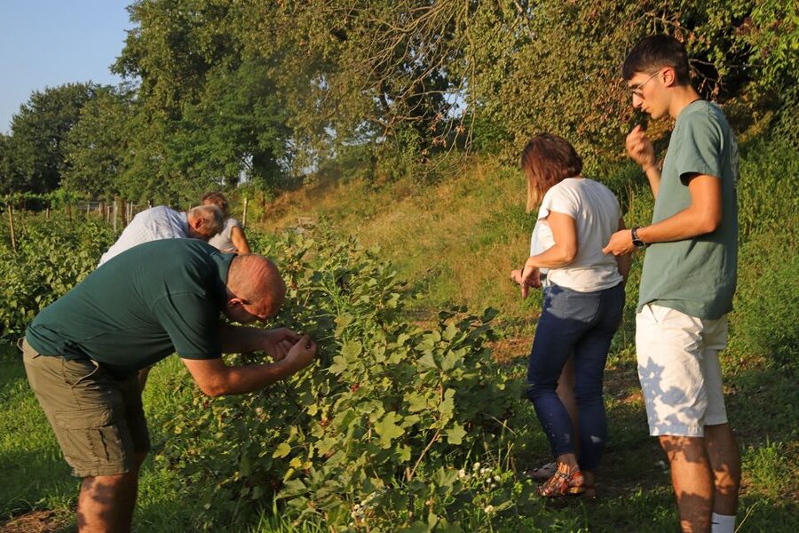 Lazise: Beekeeping Farm Tour and Tasting Experience - Wine and juice moments: sipping local white during the tasting