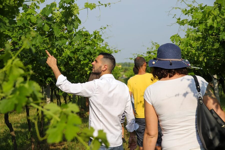 Lazise: Biodynamic Farm Tour and Natural Wine Tasting - Vineyards and biodynamic methods: the lesson behind the glass