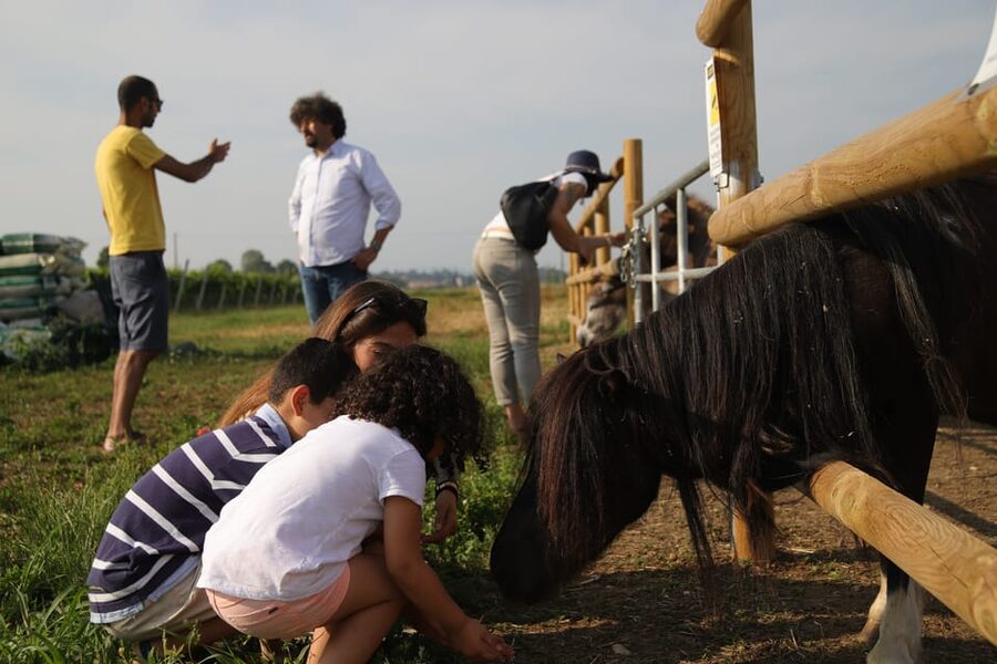 Lazise: Biodynamic Farm Tour and Natural Wine Tasting - The cellar and the tasting: natural wine looks and tastes different when you know why