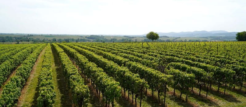 Milan: Brescia & Franciacorta with Wine Tasting Small Group - Winery Time In Franciacorta: Traditional Methods, Not Just Toasts