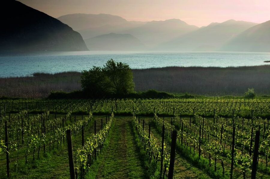Milan: Franciacorta Winery and Bergamo Day Trip with Lunch - Scenic vineyard drive: the photos happen without being forced