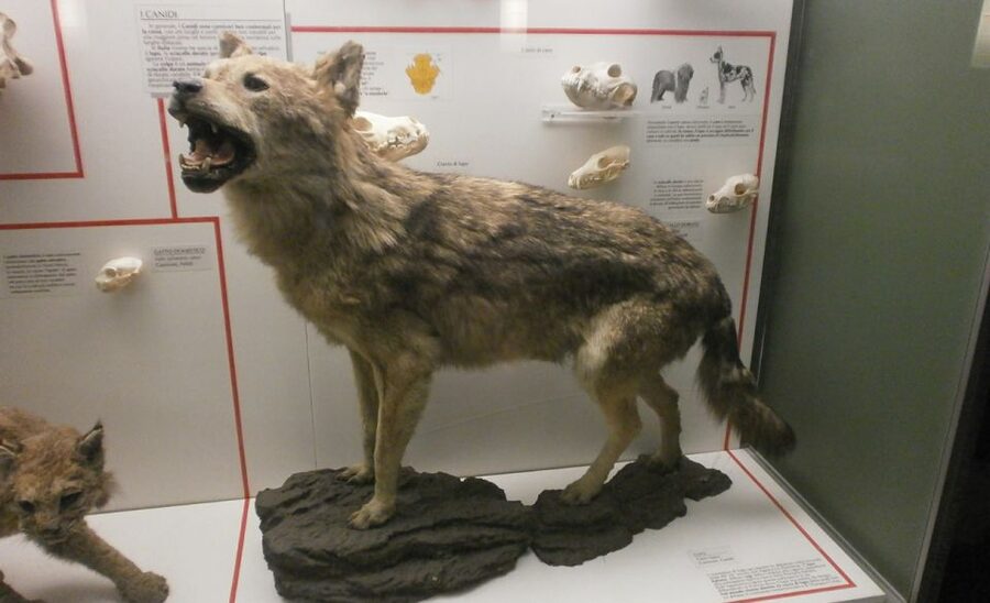 Milan: Natural History Museum Entry Ticket & Audio Guide - Natural History Museum in Indro Montanelli Gardens: What Makes It Worth Your Time