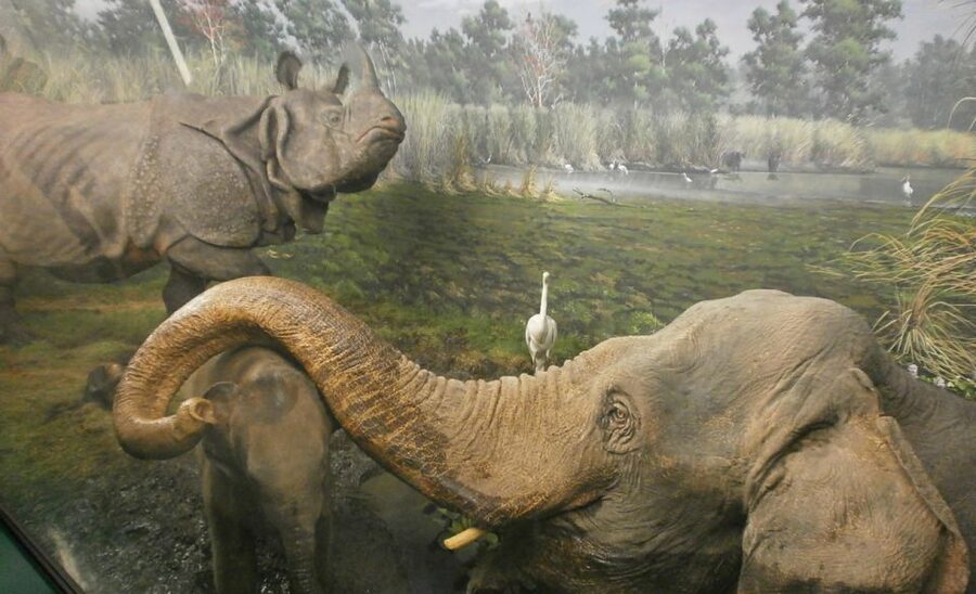 Milan: Natural History Museum Entry Ticket & Audio Guide - How the Self-Guided Audio Tour Works (40+ Audio Points and a Digital Map)