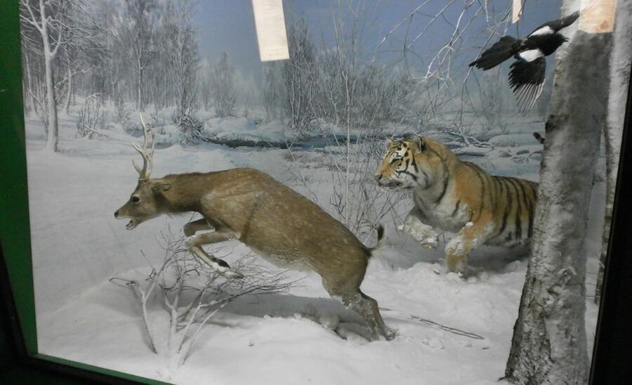 Milan: Natural History Museum Entry Ticket & Audio Guide - Paleontology Stops: Fossils and Evolution Stories You Can Follow