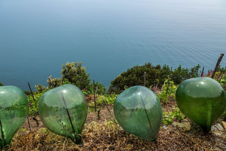 Riomaggiore: Vineyard & Wine Cellar Tour with Wine Tasting - What to Bring: Shoes, Water, and a Few Common Sense Extras