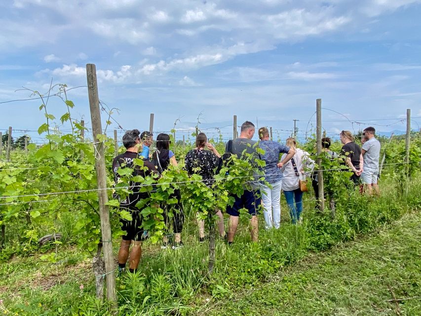 Sirmione: Vineyard Tour with Lugana Wines and Local Tastings - Key takeaways before you go