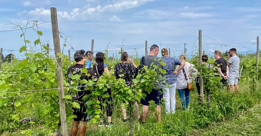 Sirmione: Vineyard Tour with Lugana Wines and Local Tastings - Lugana wine near Sirmione, why this outing feels more Italian