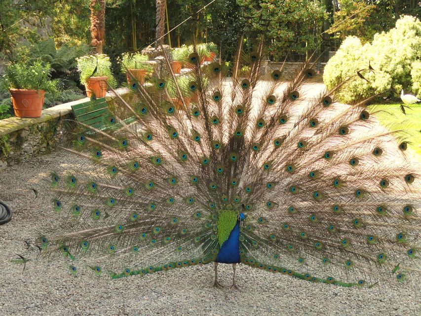 Stresa: Madre & Bella Borromean Islands Boat Trip - Island 1: Isola Madre Gardens, Birds, and the Cashmere Tree